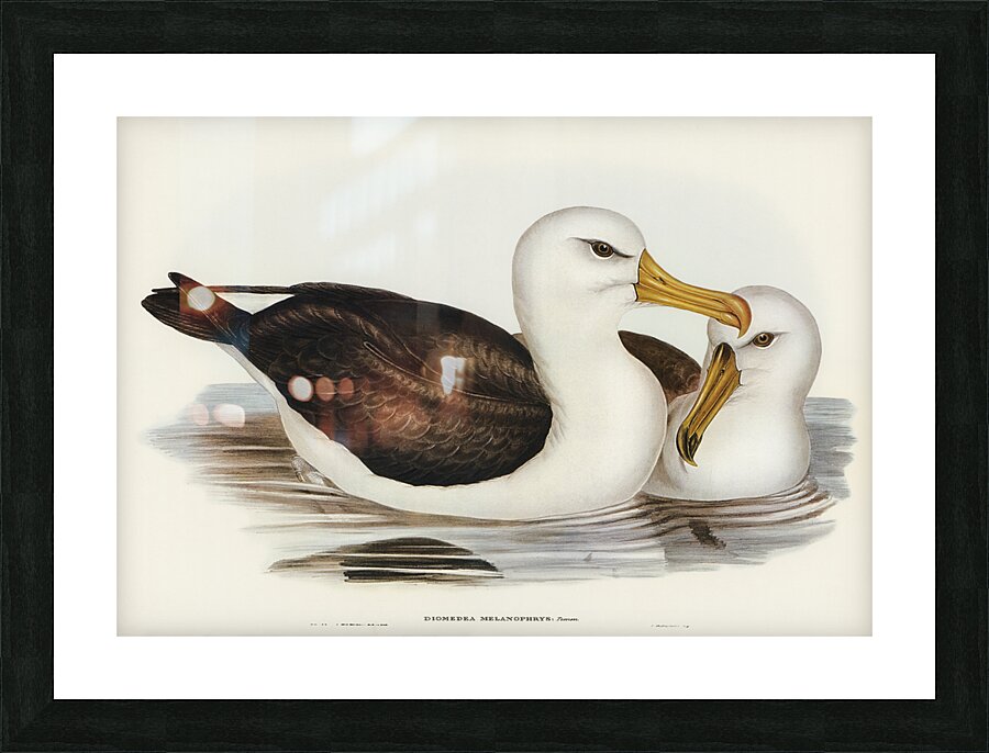 Black-eyebrowed Albatros Diomedea melanophrys illustrated by Elizabeth Gould 1804–1841 for John Gould’s 1804-1881 Birds of Australia  Picture Frame print