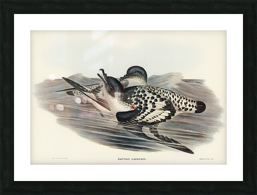 Cape Petrel Daption Capensis illustrated by Elizabeth Gould 1804–1841 for John Gould’s 1804-1881 Birds of Australia  Picture Frame print