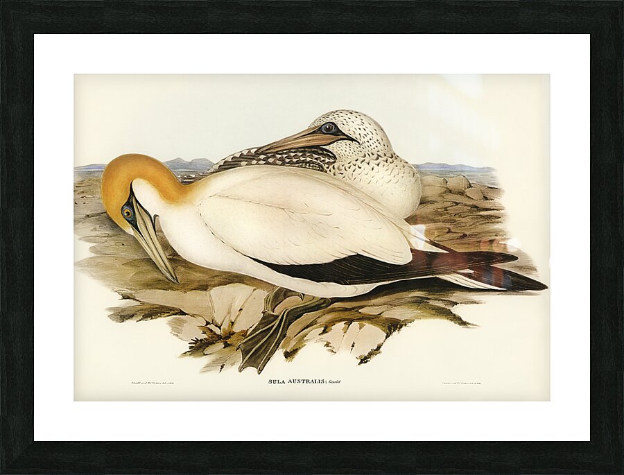 Australian Gannet Sula Australis illustrated by Elizabeth Gould 1804–1841 for John Gould’s 1804-1881 Birds of Australia  Picture Frame print