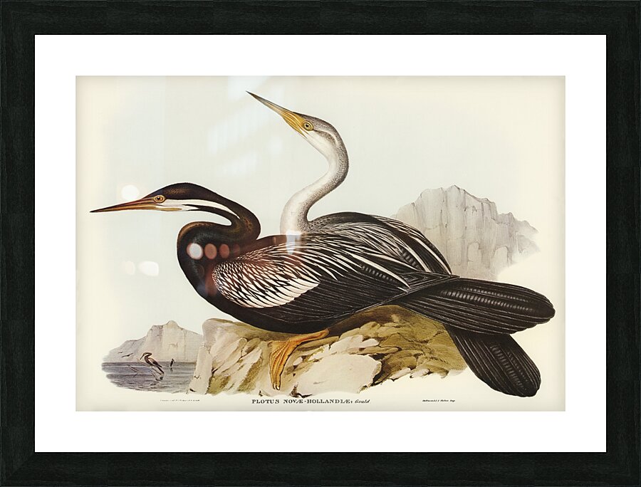 New Holland Darter Plotus Novae-Hollandiae illustrated by Elizabeth Gould 1804–1841 for John Gould’s 1804-1881 Birds of Australia  Picture Frame print
