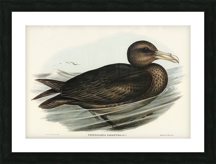 Giant Petrel Procellaria gigantea illustrated by Elizabeth Gould 1804–1841 for John Gould’s 1804-1881 Birds of Australia  Picture Frame print
