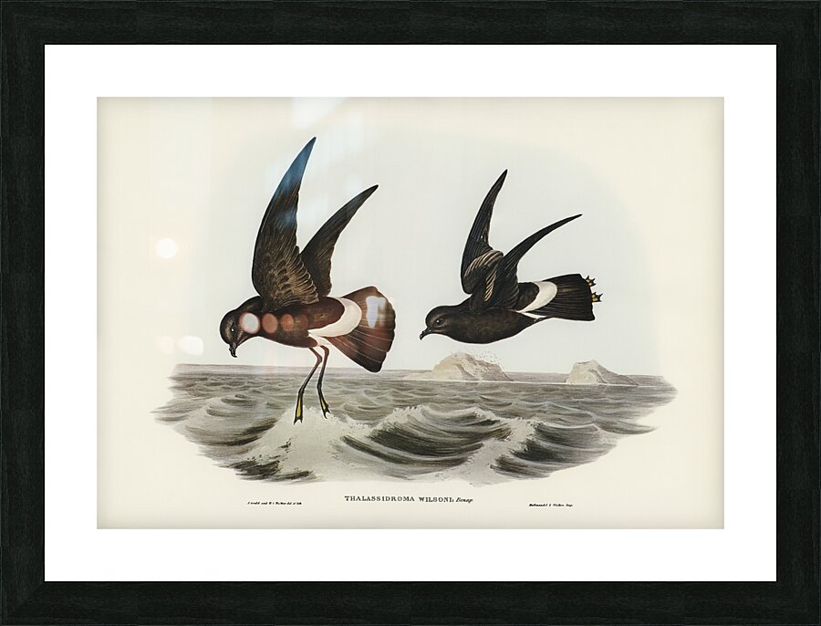 Wilsons Storm Petrel Thalassidroma Wilsonii illustrated by Elizabeth Gould 1804–1841 for John Gould’s 1804-1881 Birds of Australia  Picture Frame print