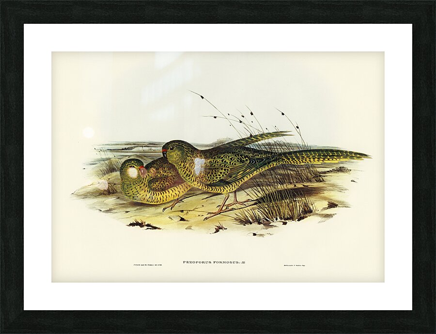 Ground Parakeet Pezoporus formosus illustrated by Elizabeth Gould 1804–1841 for John Gould’s 1804-1881 Birds of Australia  Picture Frame print