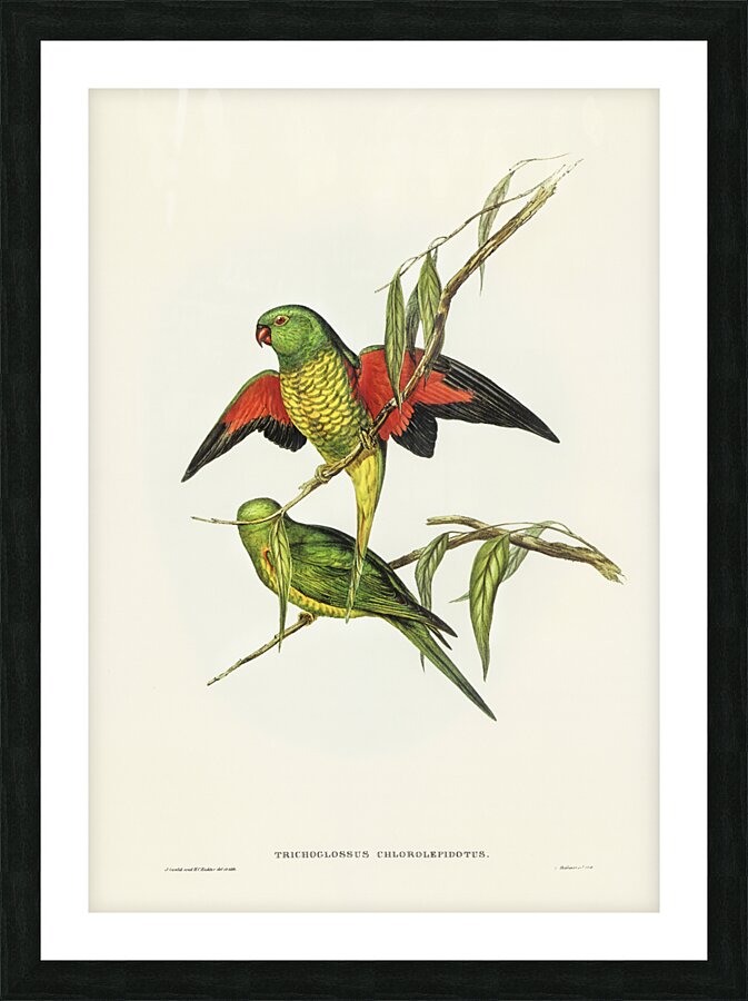 Scaly-breasted Lorikeet Trichoglossus chlorolepidotus illustrated by Elizabeth Gould 1804–1841 for John Gould’s 1804-1881 Birds of Australia  Picture Frame print