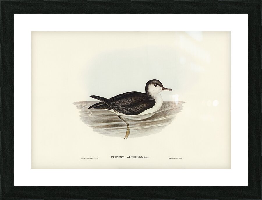 Allied Petrel Puffinus assimilis illustrated by Elizabeth Gould 1804–1841 for John Gould’s 1804-1881 Birds of Australia  Picture Frame print