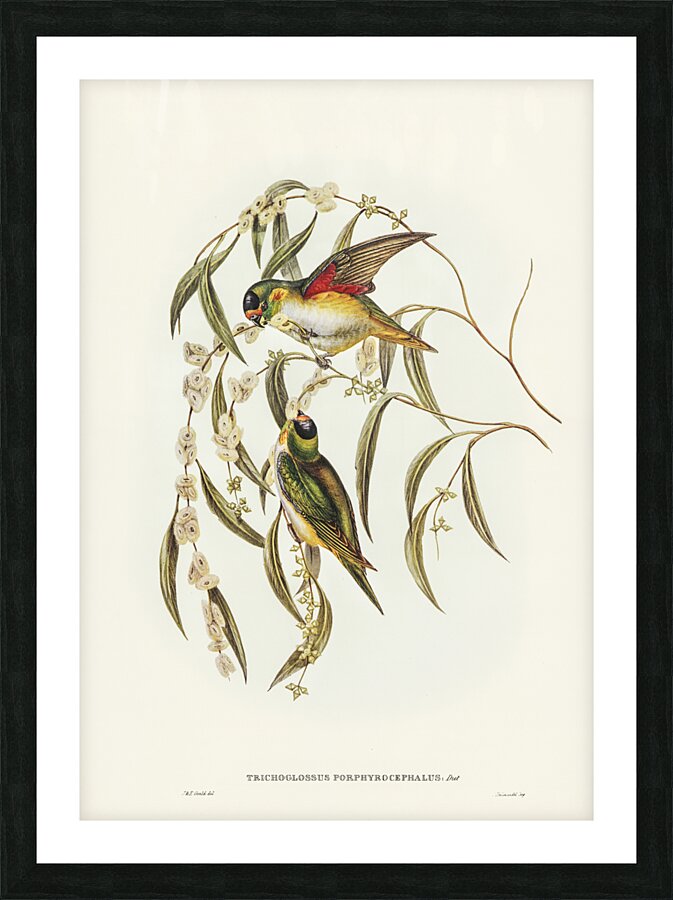 Little Whimbrel Numenius minutus illustrated by Elizabeth Gould 1804–1841 for John Gould’s 1804-1881 Birds of Australia  Picture Frame print