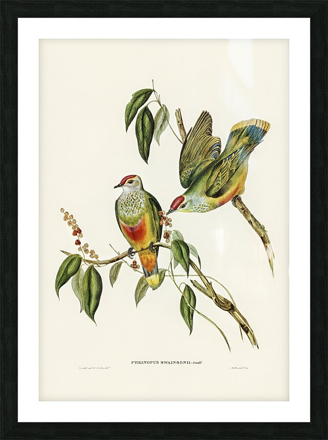 Swainsons Fruit Pigeon Ptilinopus Swainsonii illustrated by Elizabeth Gould 1804–1841 for John Gould’s 1804-1881 Birds of Australia  Picture Frame print