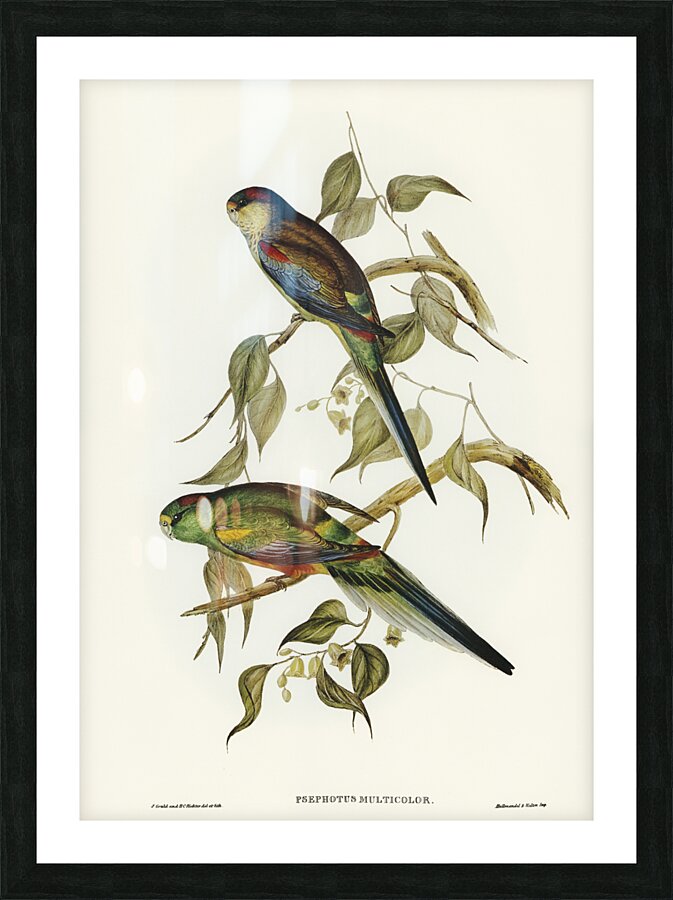 Many-coloured Parakeet Psephotus multicolor illustrated by Elizabeth Gould 1804–1841 for John Gould’s 1804-1881 Birds of Australia  Picture Frame print