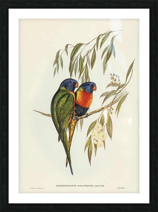 Australian Curlew Numenius Australis illustrated by Elizabeth Gould 1804–1841 for John Gould’s 1804-1881 Birds of Australia  Picture Frame print