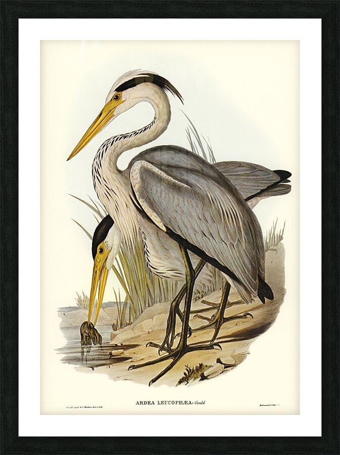 Great Grey Heron Ardea leucophaea illustrated by Elizabeth Gould 1804–1841 for John Gould’s 1804-1881 Birds of Australia  Picture Frame print