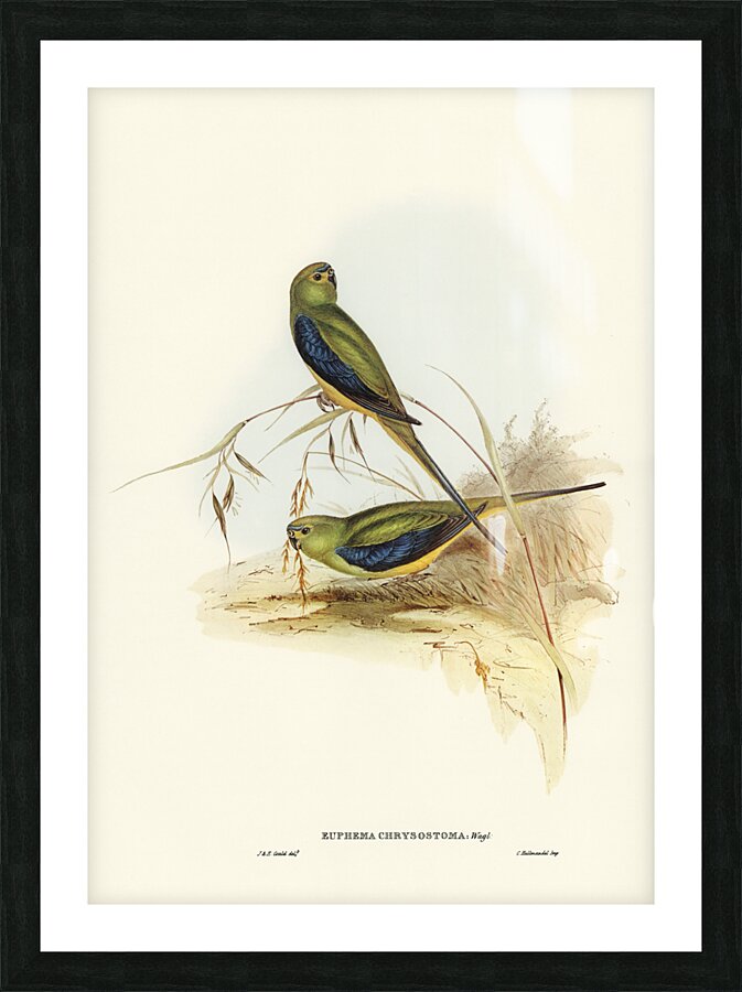 Ewings Fruit Pigeon Ptilinopus Ewingii illustrated by Elizabeth Gould 1804–1841 for John Gould’s 1804-1881 Birds of Australia  Picture Frame print