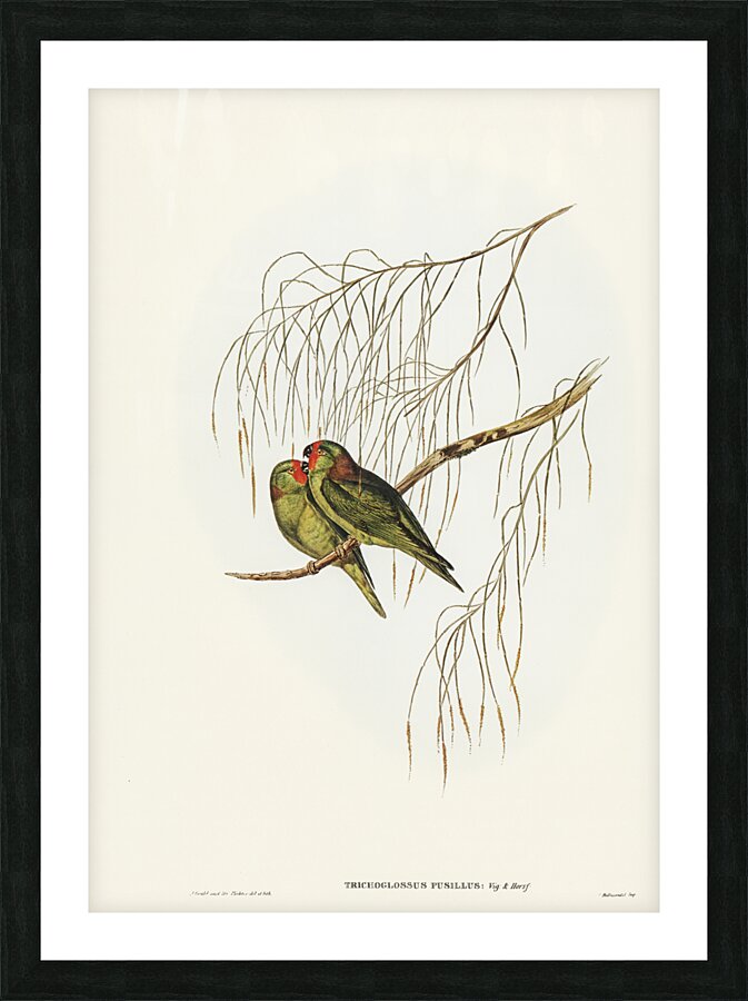 Little Lorikeet Trichoglossus pusillus illustrated by Elizabeth Gould 1804–1841 for John Gould’s 1804-1881 Birds of Australia  Picture Frame print