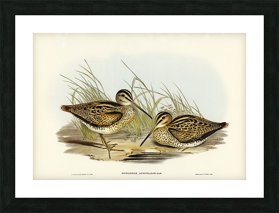 New Holland Snipe Scolopax Australis illustrated by Elizabeth Gould 1804–1841 for John Gould’s 1804-1881 Birds of Australia  Picture Frame print