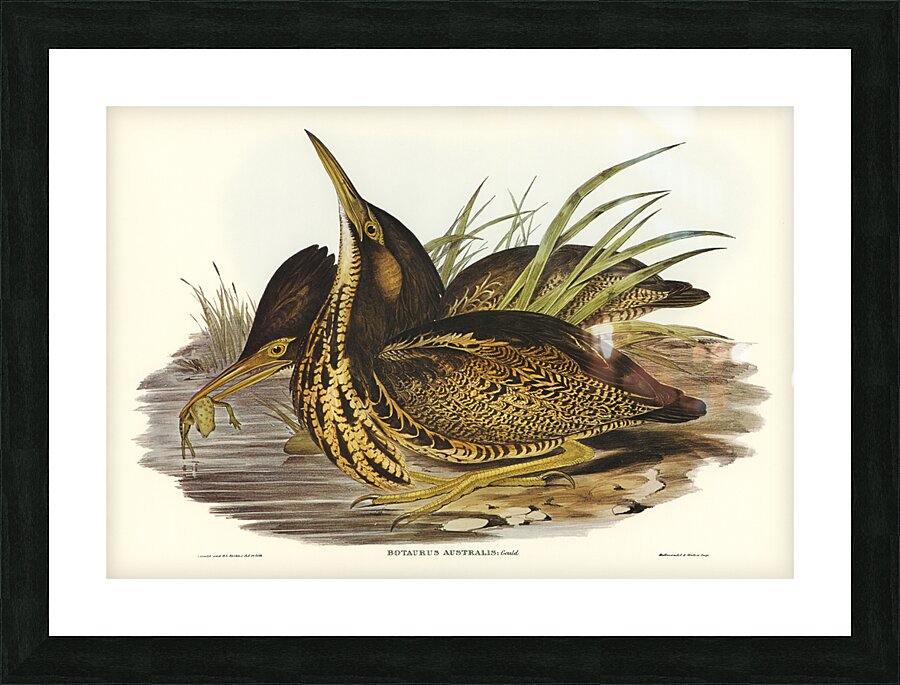 Australian Bittern Botaurus Australis illustrated by Elizabeth Gould 1804–1841 for John Gould’s 1804-1881 Birds of Australia  Picture Frame print