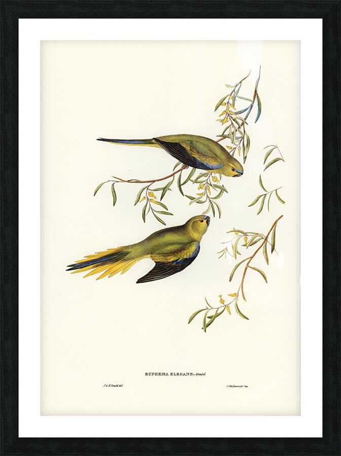 Elegant Grass-Parakeet Euphema elegans illustrated by Elizabeth Gould 1804–1841 for John Gould’s 1804-1881 Birds of Australia  Picture Frame print