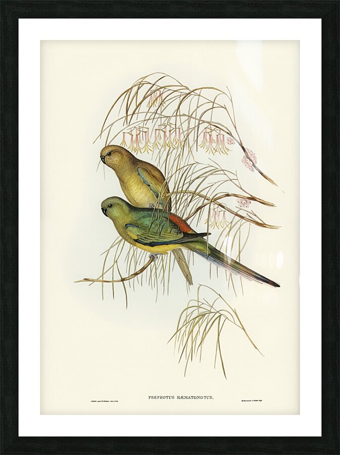 Red-backed Parakeet Psephotus haematonotus illustrated by Elizabeth Gould 1804–1841 for John Gould’s 1804-1881 Birds of Australia  Picture Frame print