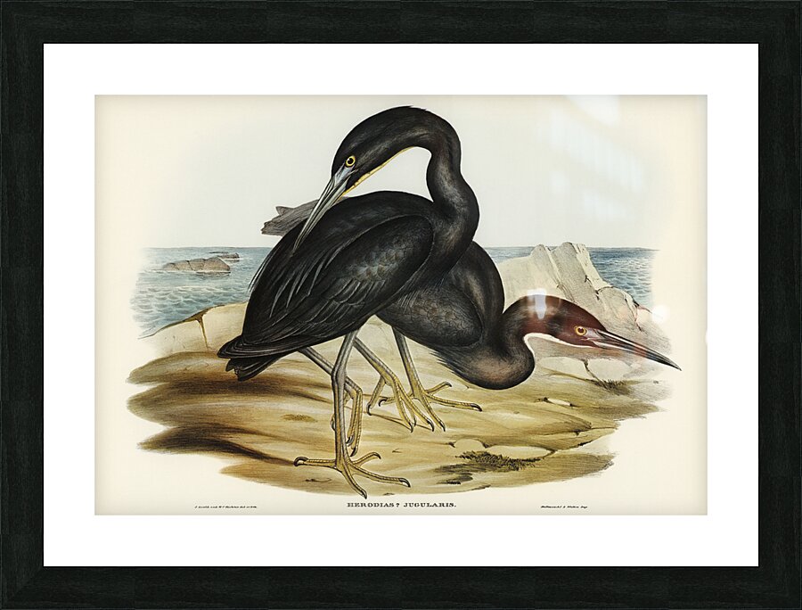 Blue Reef Heron Herodias jugularis illustrated by Elizabeth Gould 1804–1841 for John Gould’s 1804-1881 Birds of Australia  Picture Frame print