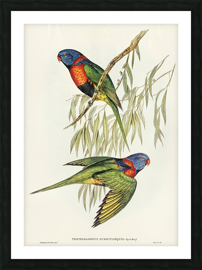 Red-collared Lorikeet Trichoglossus rubritorquis illustrated by Elizabeth Gould 1804–1841 for John Gould’s 1804-1881 Birds of Australia  Picture Frame print