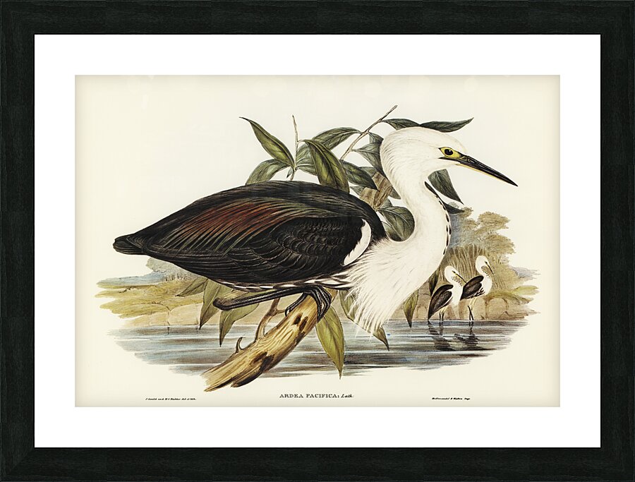Pacific Heron Ardea pacifica illustrated by Elizabeth Gould 1804–1841 for John Gould’s 1804-1881 Birds of Australia  Impression et Cadre photo