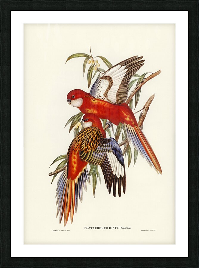 Fiery Parakeet Platycercus ignitus illustrated by Elizabeth Gould 1804–1841 for John Gould’s 1804-1881 Birds of Australia  Picture Frame print