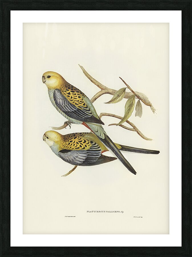Pale-headed Parakeet Platycercus palliceps illustrated by Elizabeth Gould 1804–1841 for John Gould’s 1804-1881 Birds of Australia  Impression et Cadre photo