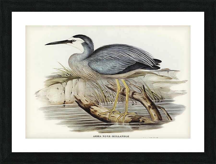 White-fronted Heron Ardea Novae-Hollandiae illustrated by Elizabeth Gould 1804–1841 for John Gould’s 1804-1881 Birds of Australia  Picture Frame print
