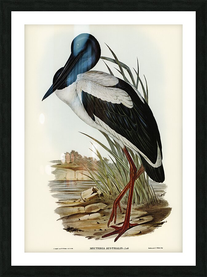 Australian Mycteria Mycteria Australis illustrated by Elizabeth Gould 1804–1841 for John Gould’s 1804-1881 Birds of Australia  Picture Frame print