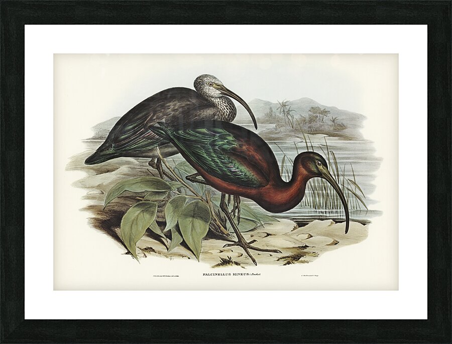 Glossy Ibis Falcinellus igneus illustrated by Elizabeth Gould 1804–1841 for John Gould’s 1804-1881 Birds of Australia  Picture Frame print