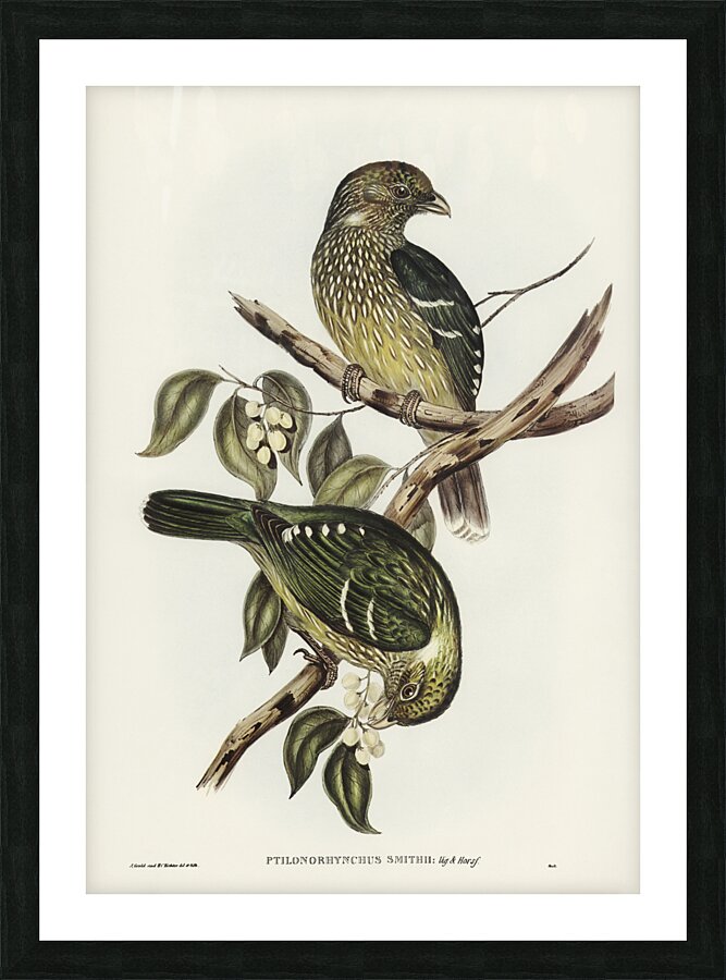 Cat Bird Ptilonorhynchus Smithii illustrated by Elizabeth Gould 1804–1841 for John Gould’s 1804-1881 Birds of Australia  Picture Frame print