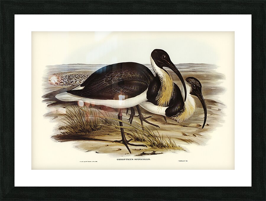 Straw-necked Ibis Geronticus spinicollis illustrated by Elizabeth Gould 1804–1841 for John Gould’s 1804-1881 Birds of Australia  Picture Frame print