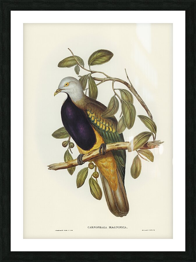 Magnificent Fruit Pigeon Carpophaga magnifica illustrated by Elizabeth Gould 1804–1841 for John Gould’s 1804-1881 Birds of Australia  Picture Frame print
