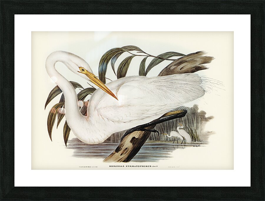 Australian Egret Hrodias syrmatophorus illustrated by Elizabeth Gould 1804–1841 for John Gould’s 1804-1881 Birds of Australia  Picture Frame print