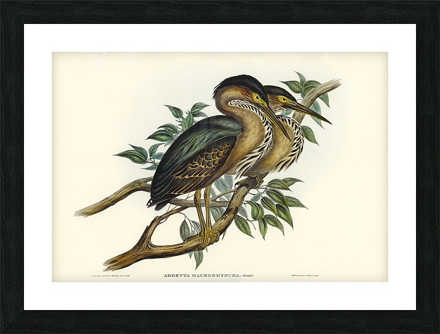 Thick-billed Green Bittern Ardetta macrorhyncha illustrated by Elizabeth Gould 1804–1841 for John Gould’s 1804-1881 Birds of Australia  Picture Frame print