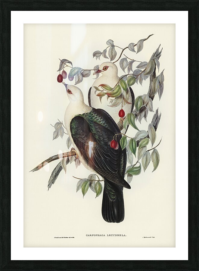 White-headed Fruit Pigeon Carpophaga leucomela illustrated by Elizabeth Gould 1804–1841 for John Gould’s 1804-1881 Birds of Australia  Picture Frame print