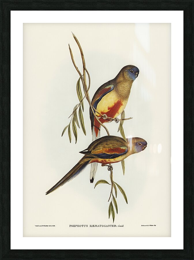 Crimson-bellied Parakeet Psephotus haematogaster illustrated by Elizabeth Gould 1804–1841 for John Gould’s 1804-1881 Birds of Australia  Picture Frame print