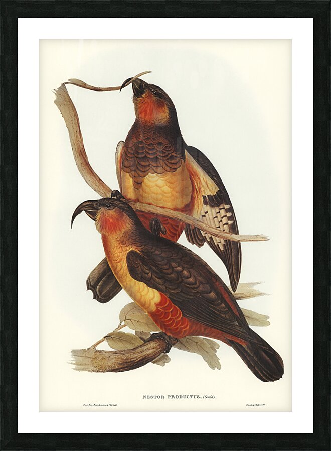 Philip Island Parrot Nestor productus illustrated by Elizabeth Gould 1804–1841 for John Gould’s 1804-1881 Birds of Australia  Picture Frame print