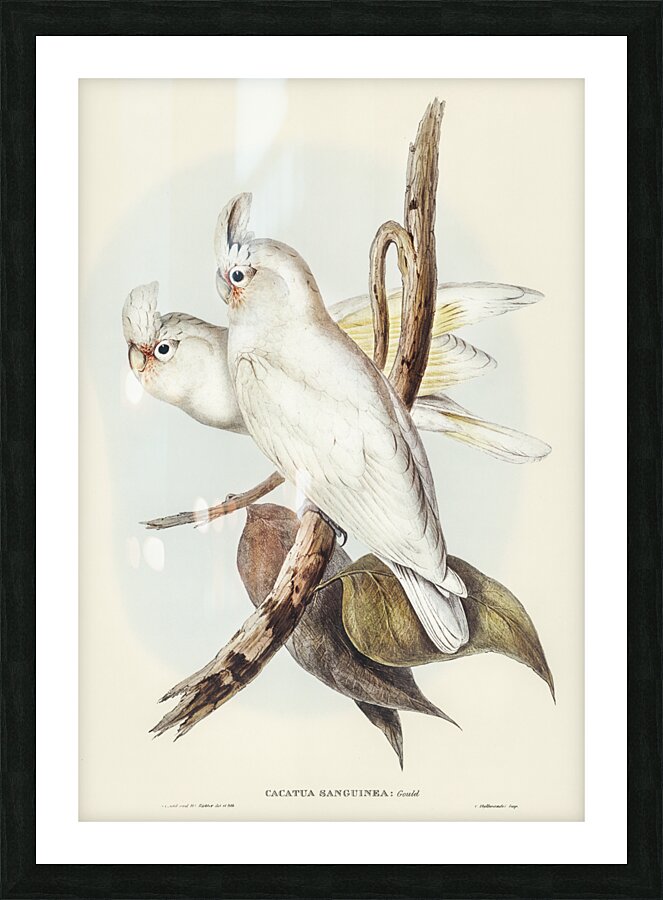 Blood-stained Cockatoo Cacatua sanguinca illustrated by Elizabeth Gould 1804–1841 for John Gould’s 1804-1881 Birds of Australia  Picture Frame print