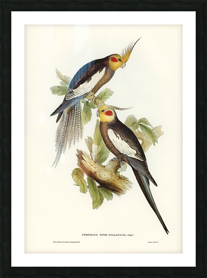 Cockatoo Parakeet Nymphicus Novae Hollandiae illustrated by Elizabeth Gould 1804–1841 for John Gould’s 1804-1881 Birds of Australia  Picture Frame print