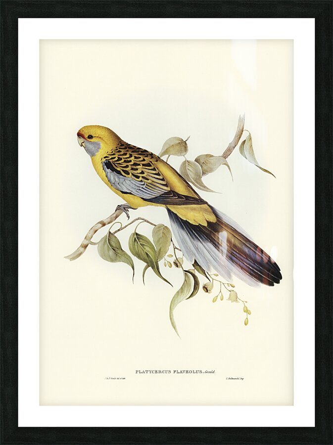 Yellow-rumped Parakeet Platycercus flaveolus illustrated by Elizabeth Gould 1804–1841 for John Gould’s 1804-1881 Birds of Australia  Impression et Cadre photo