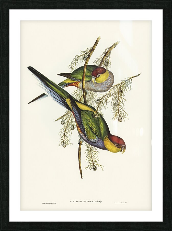 Red-capped Parakeet Platycercus pileatus illustrated by Elizabeth Gould 1804–1841 for John Gould’s 1804-1881 Birds of Australia  Picture Frame print