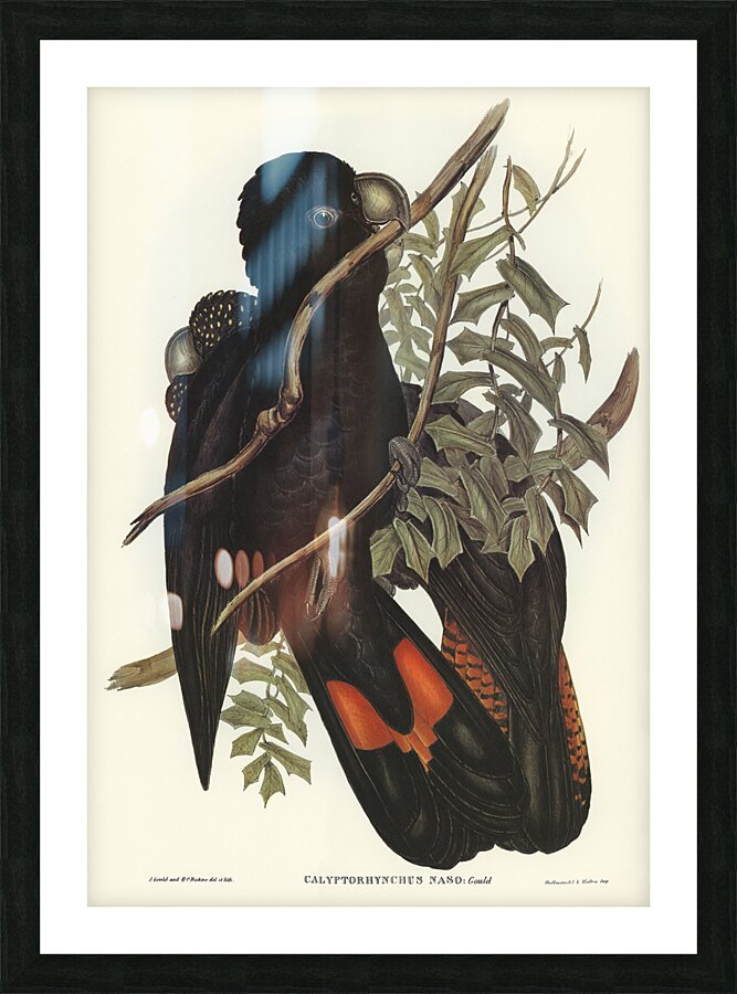 Western Black Cockatoo Calyptorhynchus naso illustrated by Elizabeth Gould 1804–1841 for John Gould’s 1804-1881 Birds of Australia  Picture Frame print
