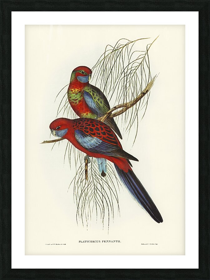 Pennants Parakeet Platycercus Pennantii illustrated by Elizabeth Gould 1804–1841 for John Gould’s 1804-1881 Birds of Australia  Picture Frame print
