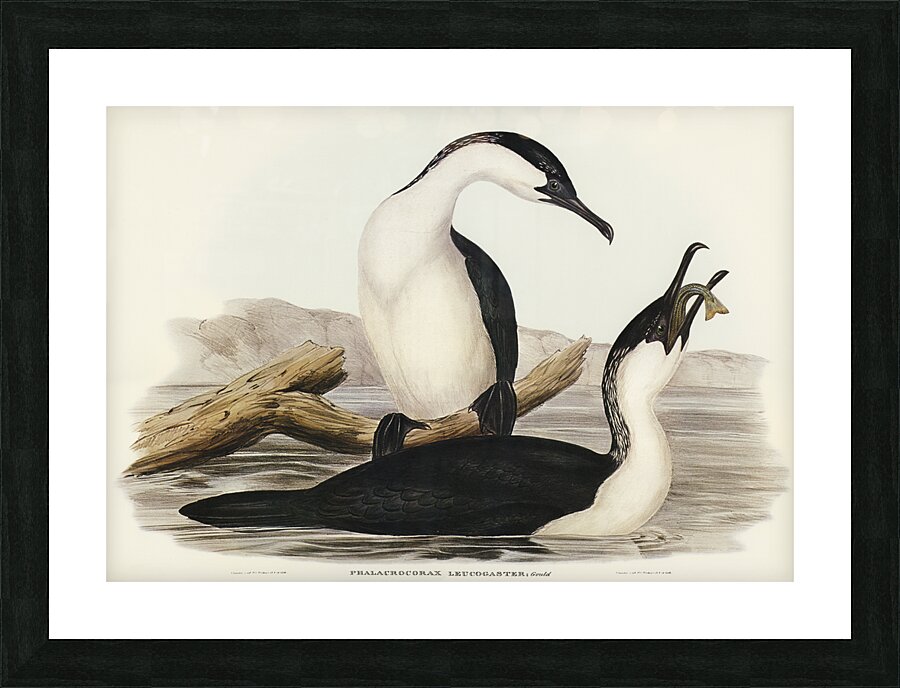 White-breasted Cormorant Phalacrocorax leucogaster illustrated by Elizabeth Gould 1804–1841 for John Gould’s 1804-1881 Birds of Australia  Impression et Cadre photo