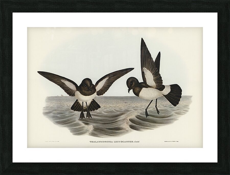 John Gould Birds of Australia 637 Picture Frame print