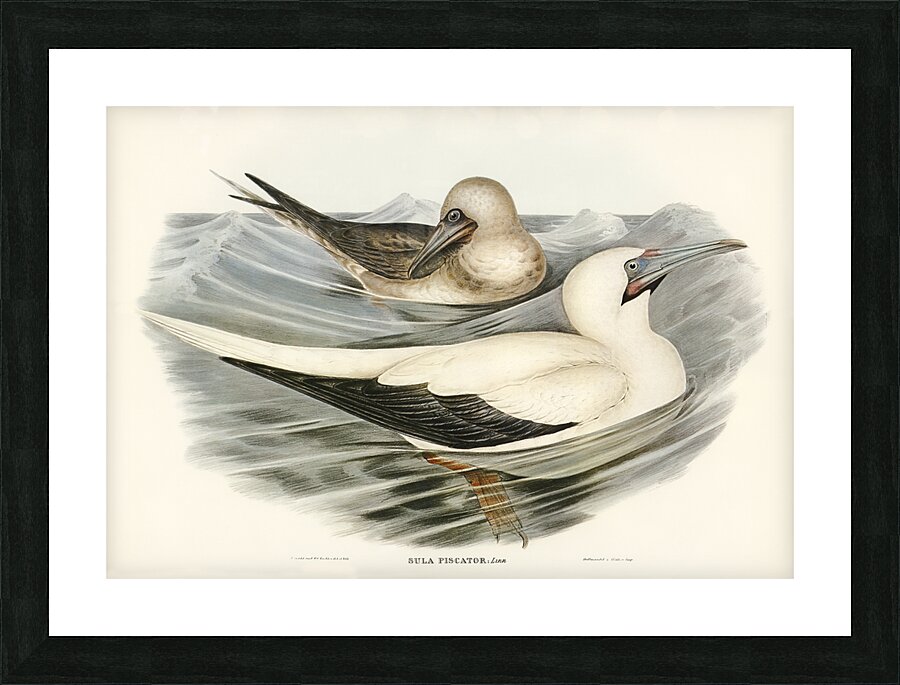 Red-legged Gannet Sula piscator illustrated by Elizabeth Gould 1804–1841 for John Gould’s 1804-1881 Birds of Australia  Picture Frame print