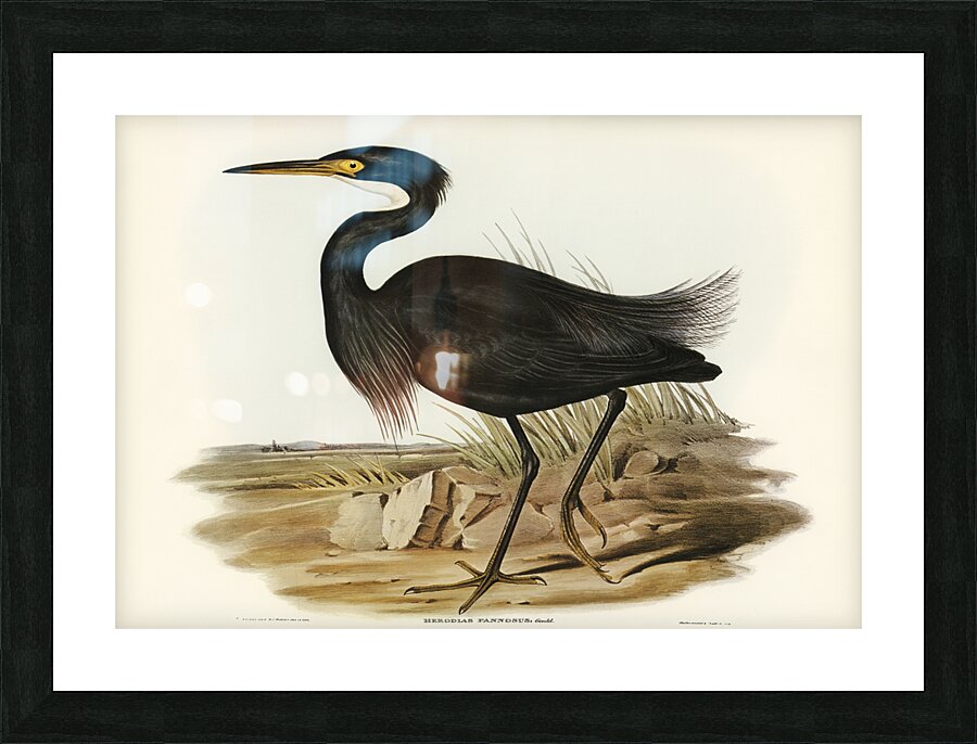 Sombre Egret Herodias pannosus illustrated by Elizabeth Gould 1804–1841 for John Gould’s 1804-1881 Birds of Australia  Picture Frame print
