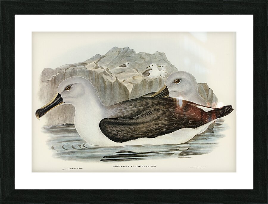 Culminated Albatros Diomedea culminata illustrated by Elizabeth Gould 1804–1841 for John Gould’s 1804-1881 Birds of Australia  Picture Frame print