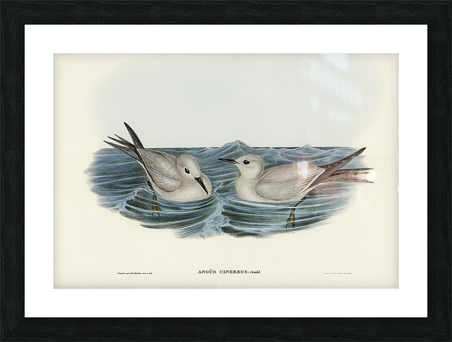 Grey Noddy Anous cinereus illustrated by Elizabeth Gould 1804–1841 for John Gould’s 1804-1881 Birds of Australia  Picture Frame print