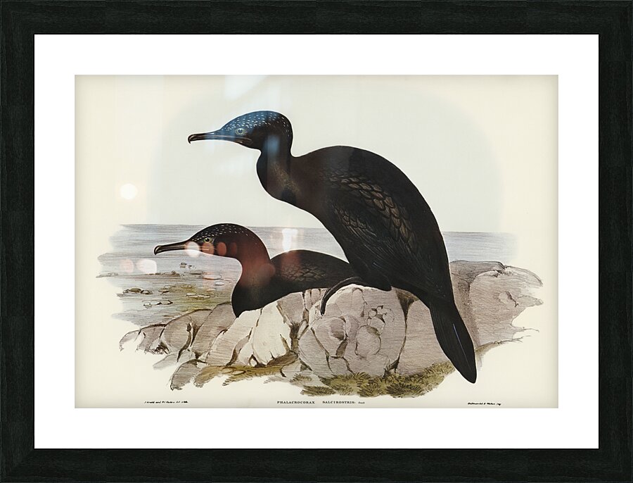 Groove-billed Cormorant Phalacrocorax sulcirostris illustrated by Elizabeth Gould 1804–1841 for John Gould’s 1804-1881 Birds of Australia  Picture Frame print