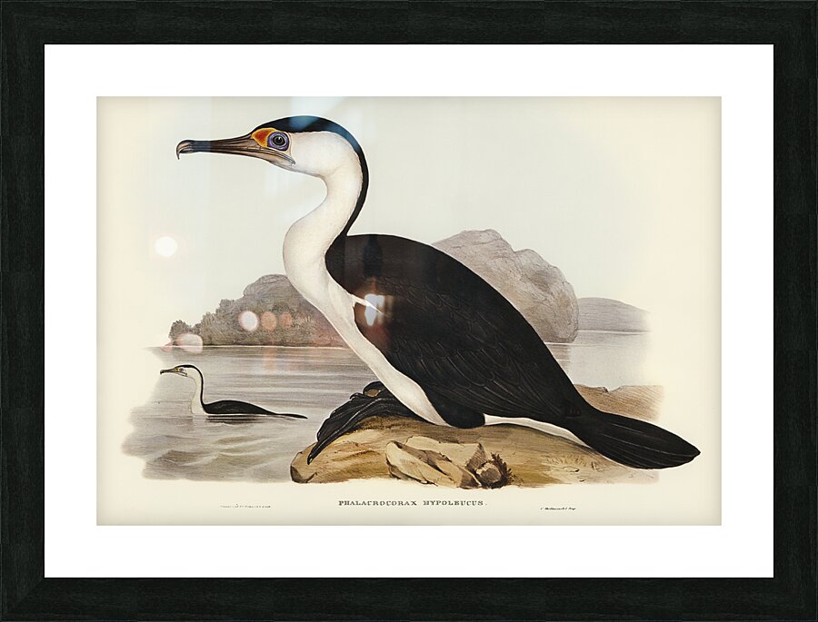 Pied Cormorant Phalacrocorax hypoleucus illustrated by Elizabeth Gould 1804–1841 for John Gould’s 1804-1881 Birds of Australia  Picture Frame print